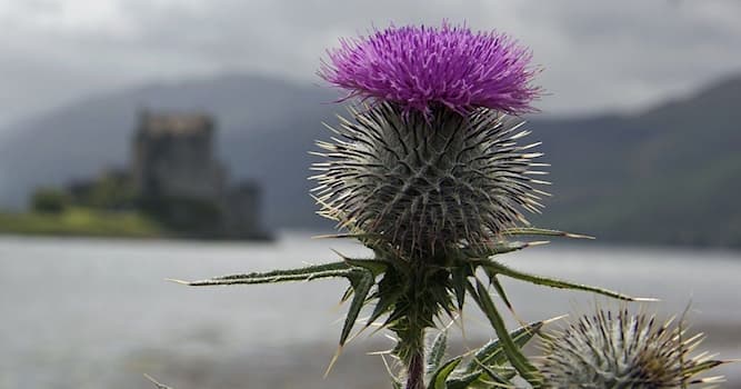 Aardrijkskunde Trivia Vraag: Van welk land is de distel het nationaal symbool?