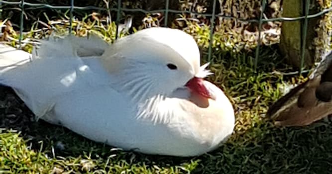 Natuur Trivia Vraag: Welke vogel staat bekend om zijn grote veelkleurige snavel?