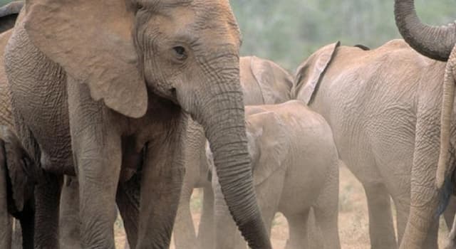 Natur Wissensfrage: Vor welchen Lebewesen haben Elefanten Angst?