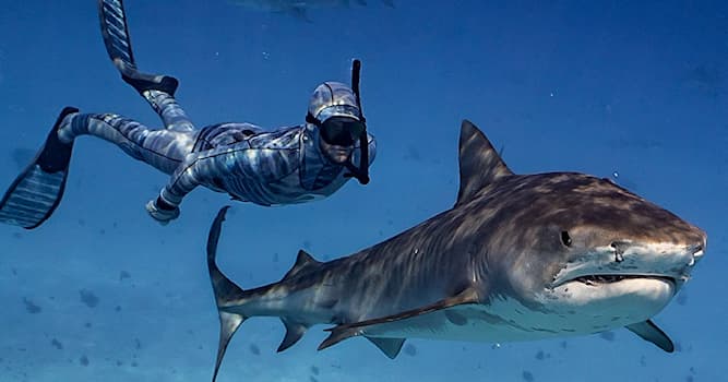 Natur Wissensfrage: Was hilft Haien beim Jagen ihrer Beute?