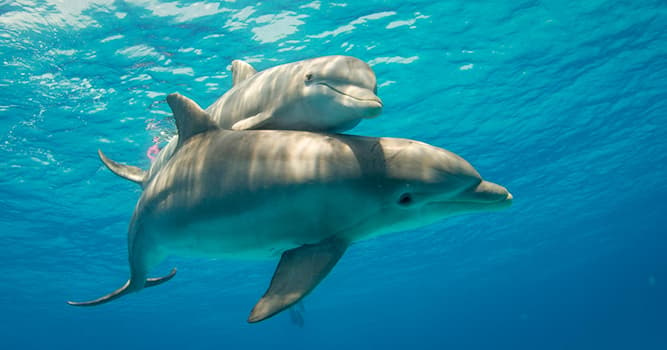 Natur Wissensfrage: Was ist die Melone bei einem Delfin?