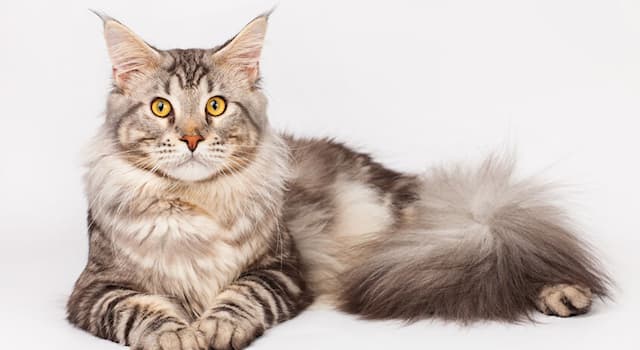 Natur Wissensfrage: Welche Katzenrasse wird auch als "Amerikanische Waldkatze" bezeichnet?
