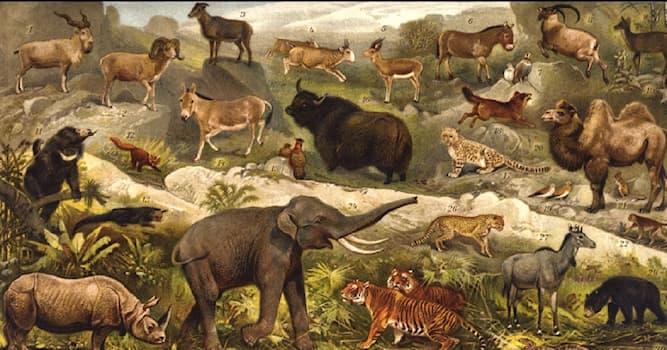 Natur Wissensfrage: Welche Tiere bezeichnet man in der Zoologie als "Backenwülster"?