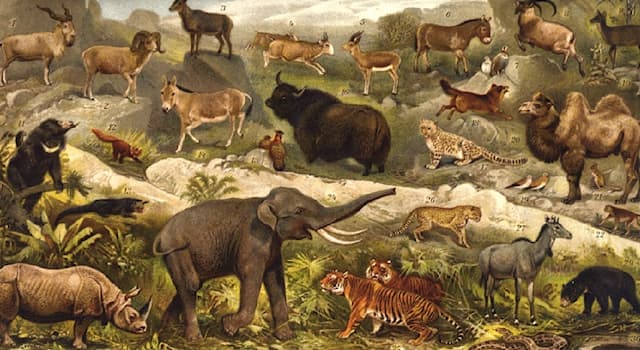 Natur Wissensfrage: Welches Tier ist ein Riesentagschläfer?