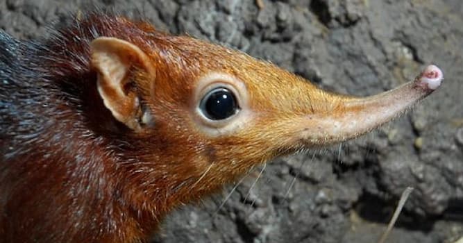 Natuur Trivia Vraag: Welk van de volgende dieren is geen buideldier?