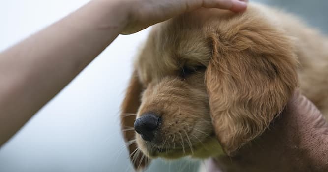 Natuur Trivia Vraag: Welke kleuren zien honden?