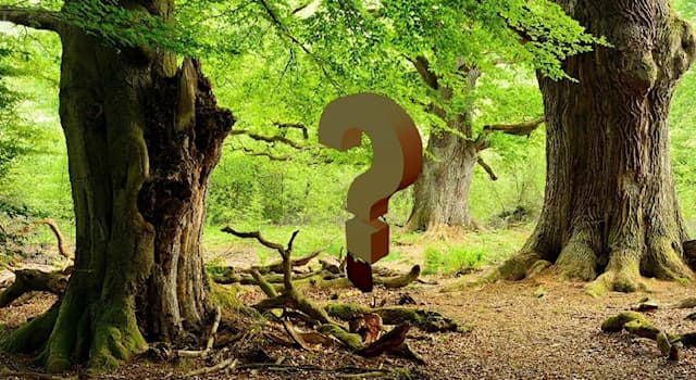 Natur Wissensfrage: Wer oder was ist Gneis?
