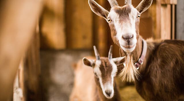 Naturaleza Pregunta Trivia: ¿Cómo se llaman las crías de las cabras?