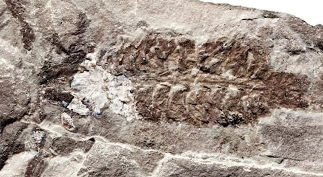 Geschichte Wissensfrage: Wie alt ist das Fossil eines Skorpions, das Paläontologen entdeckt haben?