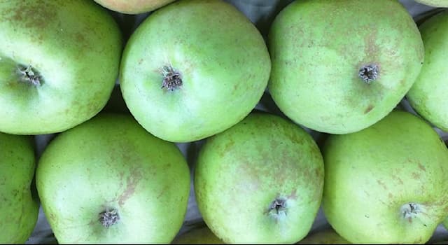 Natur Wissensfrage: Wie bezeichnet man eine Gruppe von Apfelsorten?