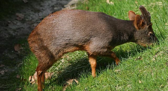 Natur Wissensfrage: Wie heißt der kleinste Hirsch der Welt?