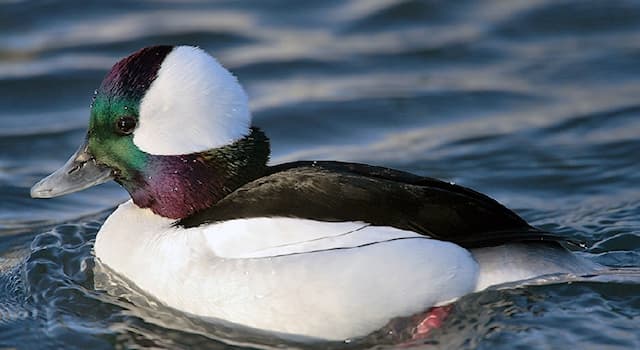Natur Wissensfrage: Wie heißt diese Ente, die ausschließlich in Nordamerika vorkommt?