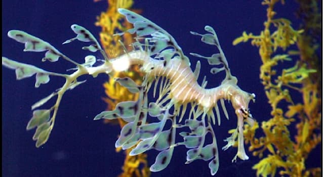 Natur Wissensfrage: Wie heißt dieser Fisch (Bild), der in den kühleren Gewässern an der Südküste Westaustraliens lebt?