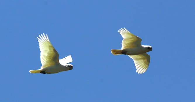 Natur Wissensfrage: Wie lautet die deutsche Bezeichnung für Cacatua sanguinea, von Australiern auch little Corella genannt?