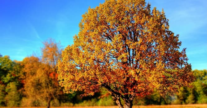 Natur Wissensfrage: Wie nennt man die Früchte der Rotbuche?