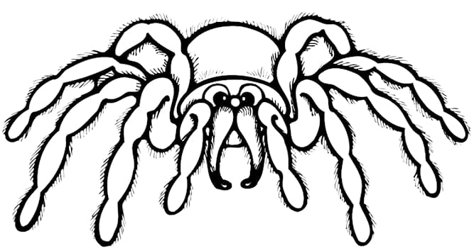 Science Question: De quoi une personne souffrant d'arachnophobie a-t-elle peur ?