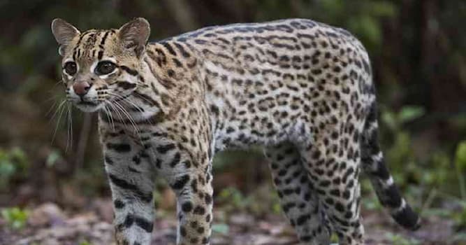 Naturaleza Pregunta Trivia: ¿Qué es un ocelote?