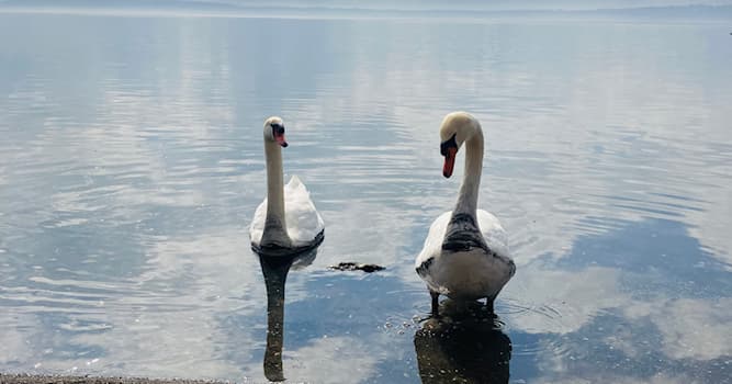 Natuur Trivia Vraag: Welk dier staat er op de foto?
