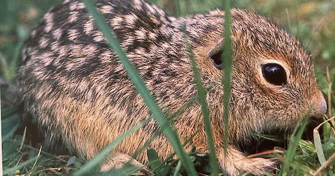 natura Pytanie-Ciekawostka: Co to za zwierzę?