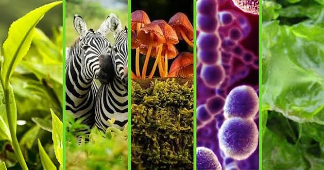 Nature Question: Lesquels parmi les suivants appartiennent aux cinq règnes du vivant ?