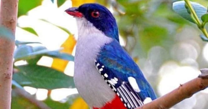 Naturaleza Pregunta Trivia: ¿Cuál es el ave nacional de Cuba?
