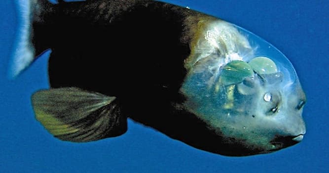 Naturaleza Pregunta Trivia: ¿Cuál es el nombre de esta criatura marina?