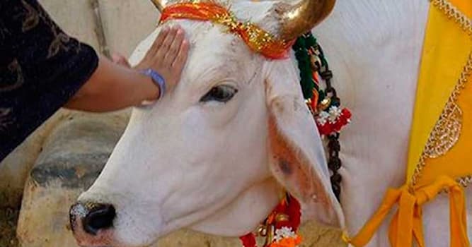 Cultuur Trivia Vraag: In welk land wordt de koe als een heilig dier beschouwd?