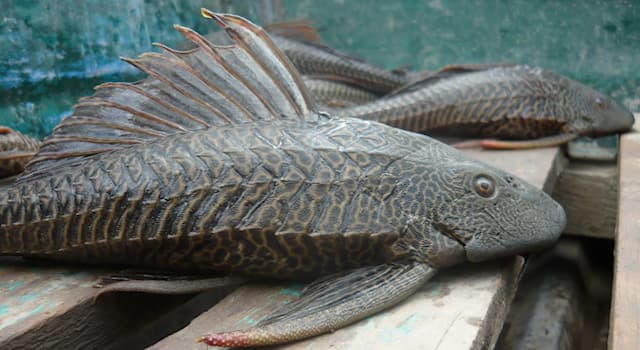Naturaleza Pregunta Trivia: ¿En dónde habita el pez que devora madera, que los pobladores lo llaman Carachama gigante?