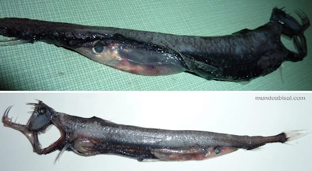 Naturaleza Pregunta Trivia: ¿En qué océanos o mar habita el pez víbora?