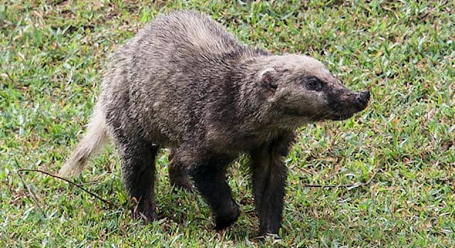 natura Pytanie-Ciekawostka: Jak nazywa się zwierzę widoczne na zdjęciu?