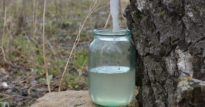 природа Запитання-цікавинка: Який сік збирають навесні у лісі?