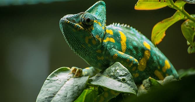 natura Pytanie-Ciekawostka: Rodzaj mimetyzmu, polegający na upodabnianiu się barwą do otaczającego środowiska nosi nazwę?