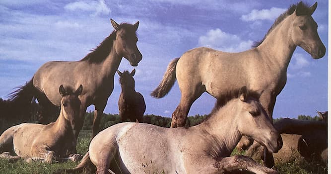 natura Pytanie-Ciekawostka: Symbolem którego parku narodowego jest konik polski?