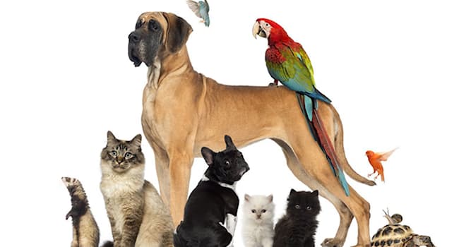 Nature Trivia Question: The Manx is a breed of which domesticated animal?