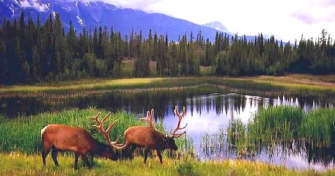 Geographie Wissensfrage: In welchem Land befindet sich der Reindeer Lake?