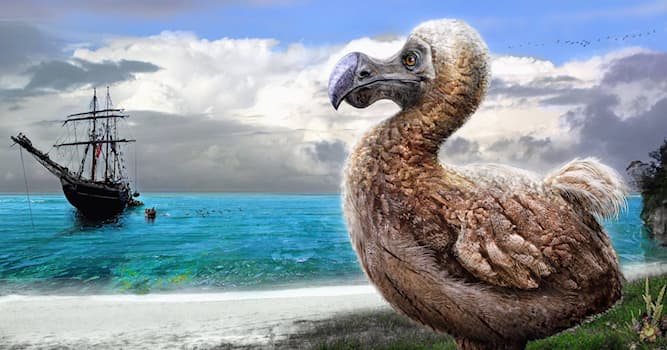 Geschichte Wissensfrage: Wann starb der Dodo aus?