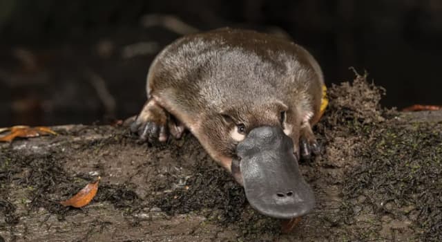 Nature Trivia Question: What organ does a platypus lack?