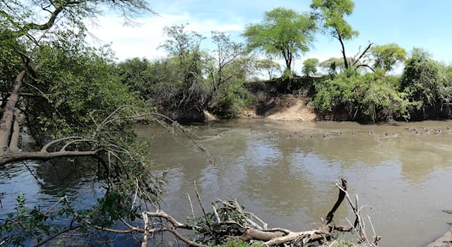 Natuur Trivia Vraag: Welk dier is vaak alleen met zijn neusgaten boven water te zien?