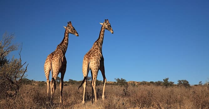 Natur Wissensfrage: Wie alt werden Giraffen in freier Wildbahn?