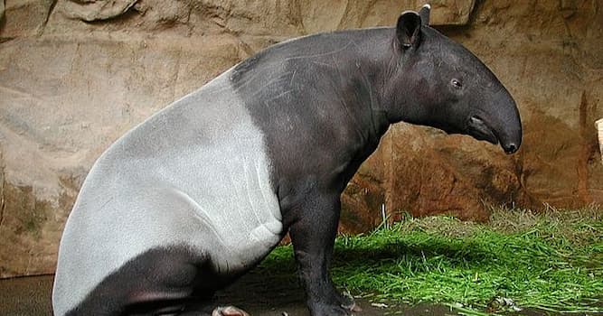 Natur Wissensfrage: Wie alt wird ein Tapir?