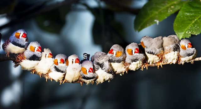 Natur Wissensfrage: Wie heißen diese Vögel auf dem Foto?