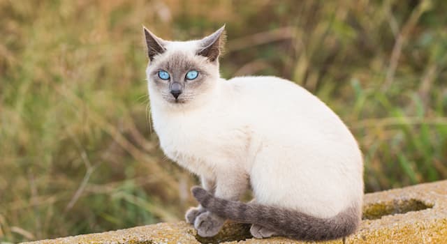 Natur Wissensfrage: Wie heißt diese Katzenrasse?