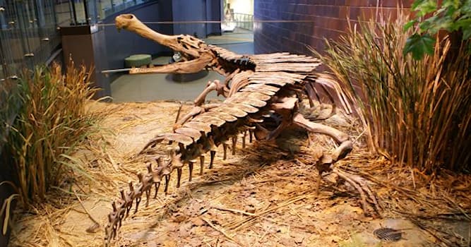 Natur Wissensfrage: Wie lang war der Schädel des ausgestorbenen Sarcosuchus?