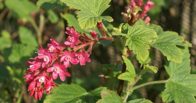 Natur Wissensfrage: Wie lautet der lateinische Name der Blut-Johannisbeere?