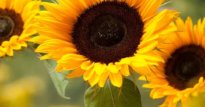 Natur Wissensfrage: Wie lautet der lateinische Name der Sonnenblume?