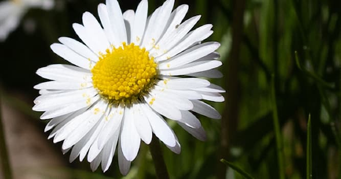 Natur Wissensfrage: Wie lautet der lateinische Name des Gänseblümchens?