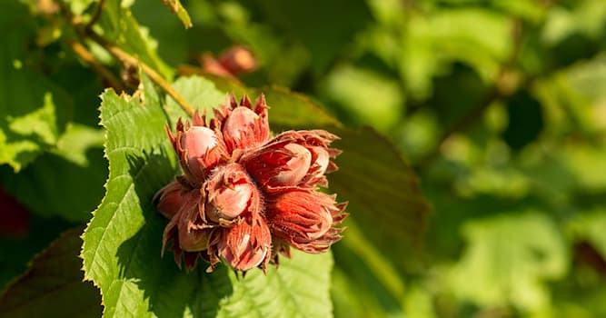 Natur Wissensfrage: Wie lautet der lateinische Name des Haselnussstrauches?