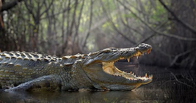 Natur Wissensfrage: Welche Geschwindigkeit erreicht ein Krokodil an Land?