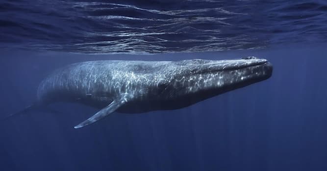 Natur Wissensfrage: Wie viel wiegt die Zunge eines Blauwals?