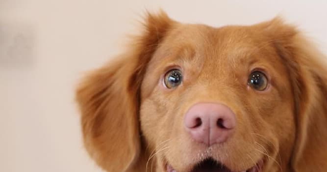 природа Запитання-цікавинка: Яка частина тіла у собаки є дуже потужним сенсорним органом?